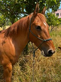 Cavalla da trekking