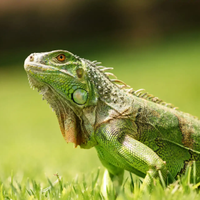 Iguana verde