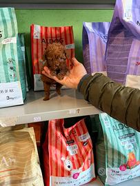 Allevamento i fratelli mini toy