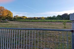 Vendita vigneto con terreno agricolo