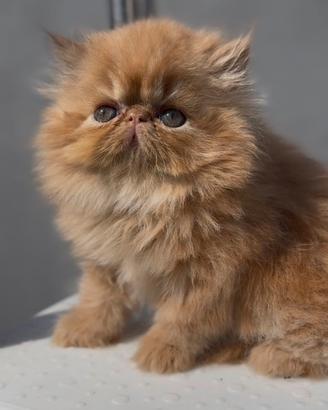 Gatti Persiani e Exotic Shorthair f
