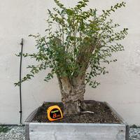 Bonsai Ligustro