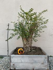 Bonsai Ligustro