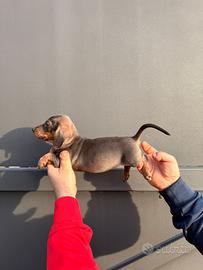 Cuccioli di bassotto blu