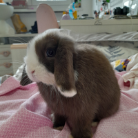 Coniglietta cucciola Minilop