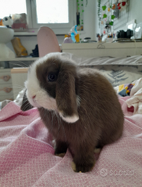 Coniglietta cucciola Minilop