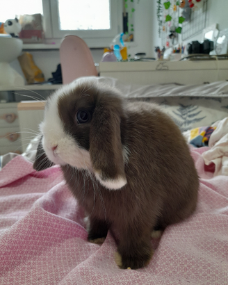 Coniglietta cucciola Minilop