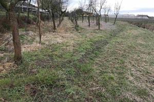 Rif.3276| terreno agricolo chioggia