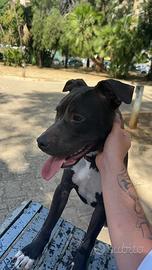 Pitbull