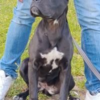 Cucciola Cane Corso