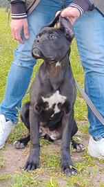 Cucciola Cane Corso