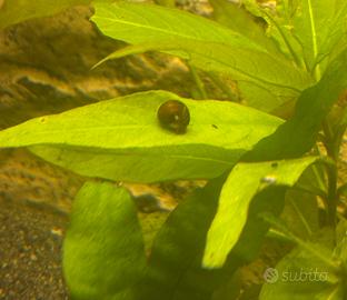 Planorbarius /Planorbella 10 esemplari di lumache