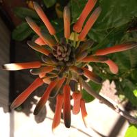 Aloe saponaria maculata