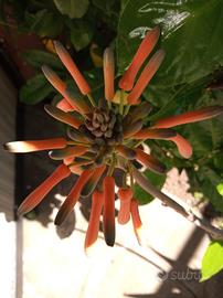 Aloe saponaria maculata