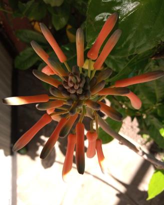 Aloe saponaria maculata