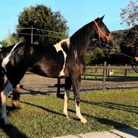 Cavalla Barrockpinta