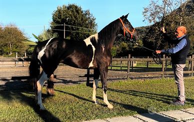 Cavalla Barrockpinta