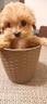 cuccioli-di-maltipoo-da-genitori-selezionati