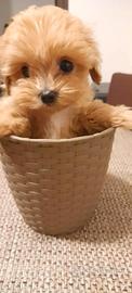 Cuccioli di maltipoo da genitori selezionati