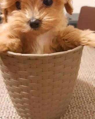 Cuccioli di maltipoo da genitori selezionati