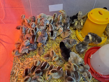 Pulcini / pollastrelli