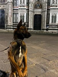 Cane per monte malinois pastore belga