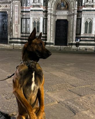 Cane per monte malinois pastore belga