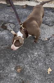 Pitbull