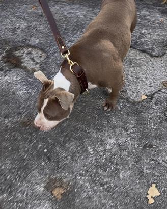 Pitbull