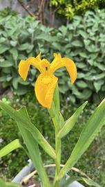 Iris lacustre giallo