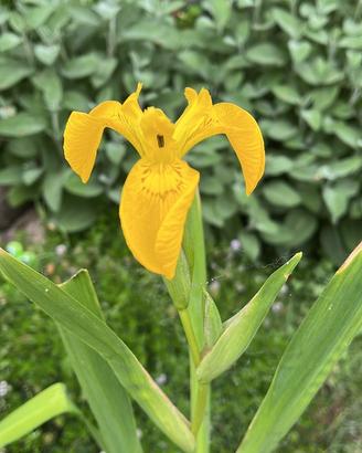 Iris lacustre giallo