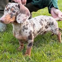 Bassotto kaninchen per monta