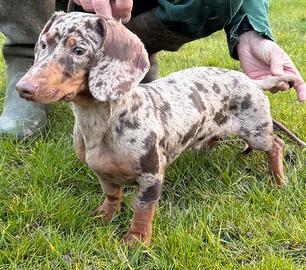 Bassotto kaninchen per monta