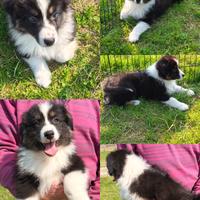 Australian shepherd femmina