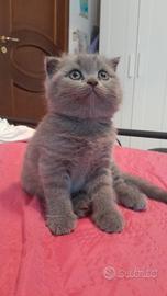 Gattina Scottish fold