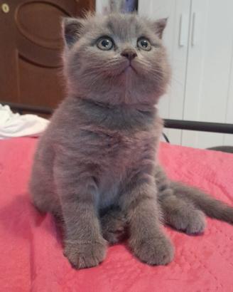 Gattina Scottish fold