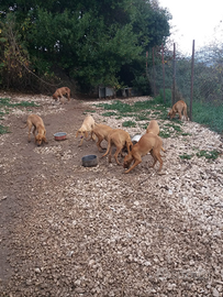 Vendita cuccioli segugio italiani