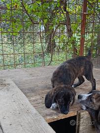 Cuccioli segugio maremmano