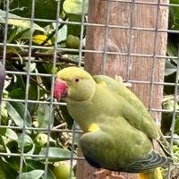 Parrocchetto dal collare