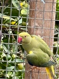 Parrocchetto dal collare