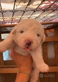 Cuccioli di pastore maremmano