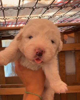 Cuccioli di pastore maremmano