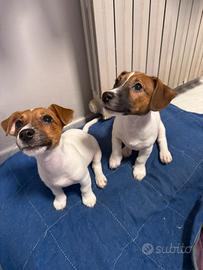 Jack Russell Terrier Originali
