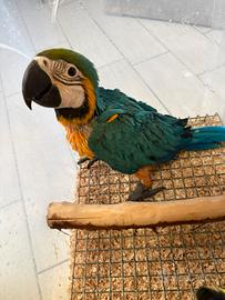 Pappagallo ara ararauna allevato a mano