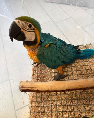 Pappagallo ara ararauna allevato a mano