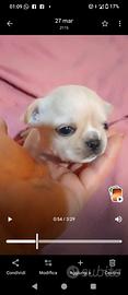 Cuccioli di chihuahua pedigree ENCI