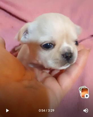 Cuccioli di chihuahua pedigree ENCI