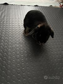 Coniglio nano di 7 mesi