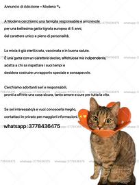 Adotta un gatto