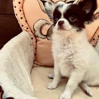 Cuccioli chihuahua